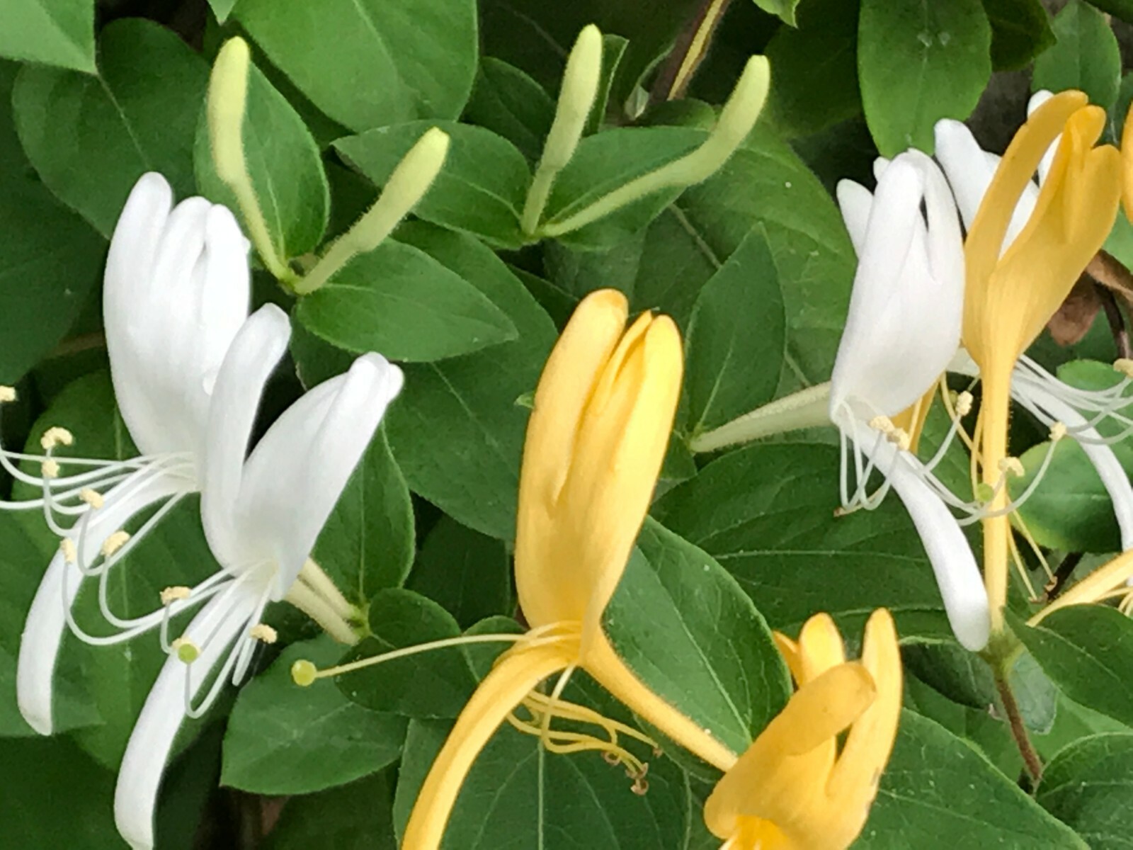 1 Well Rooted JAPANESE LONICERA JAPONICA VINES WHITE YELLOW HONEYSUCKLE PLANT
