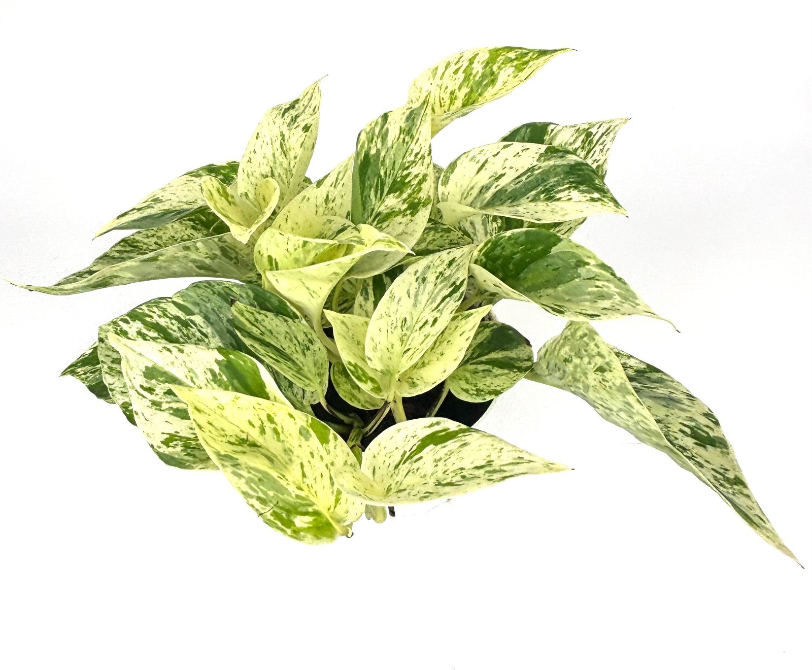 Snow Queen Pothos Epipremnum Aureum Easy Air Purifying House Plants, 4″ pot