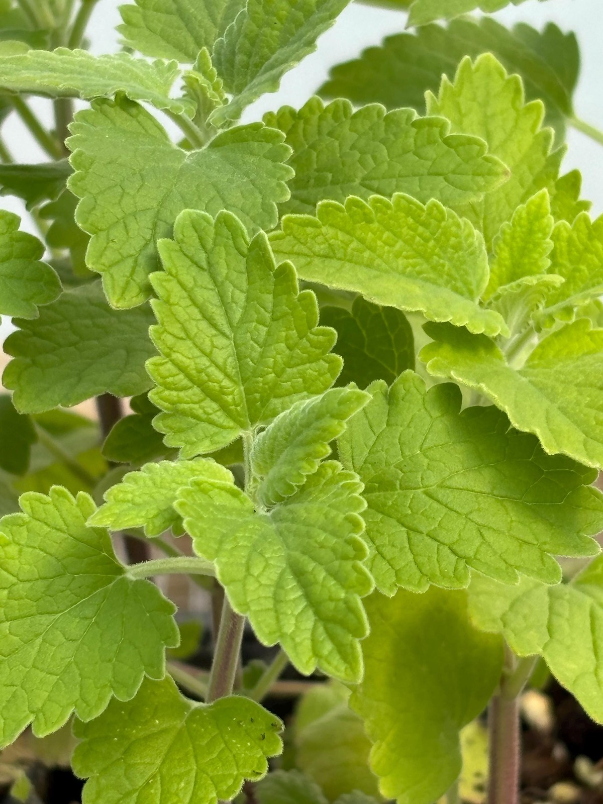 Catnip Live Plant – Seedlings/Plugs and Plants – 3″- 12″ tall – 30-60+ days