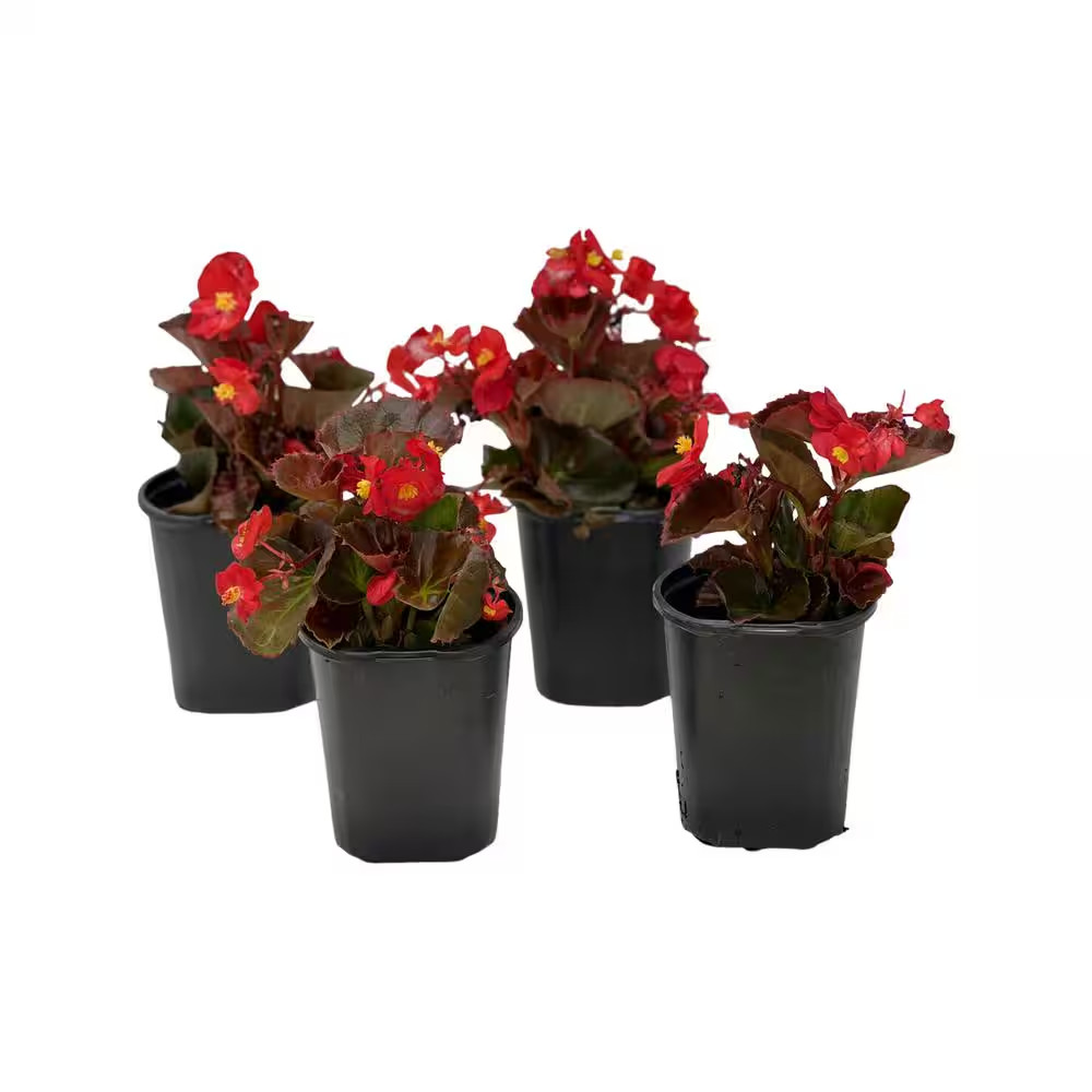 1.38 Pt. Begonia Bronze Leaf Scarlet Flower in 4.5 In. Grower’S Pot (4-Plants)
