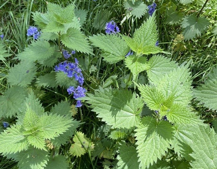 4.75 oz Stinging Nettle Seeds – Urtica Dioica – Medicinal Plant – Deer Resistant