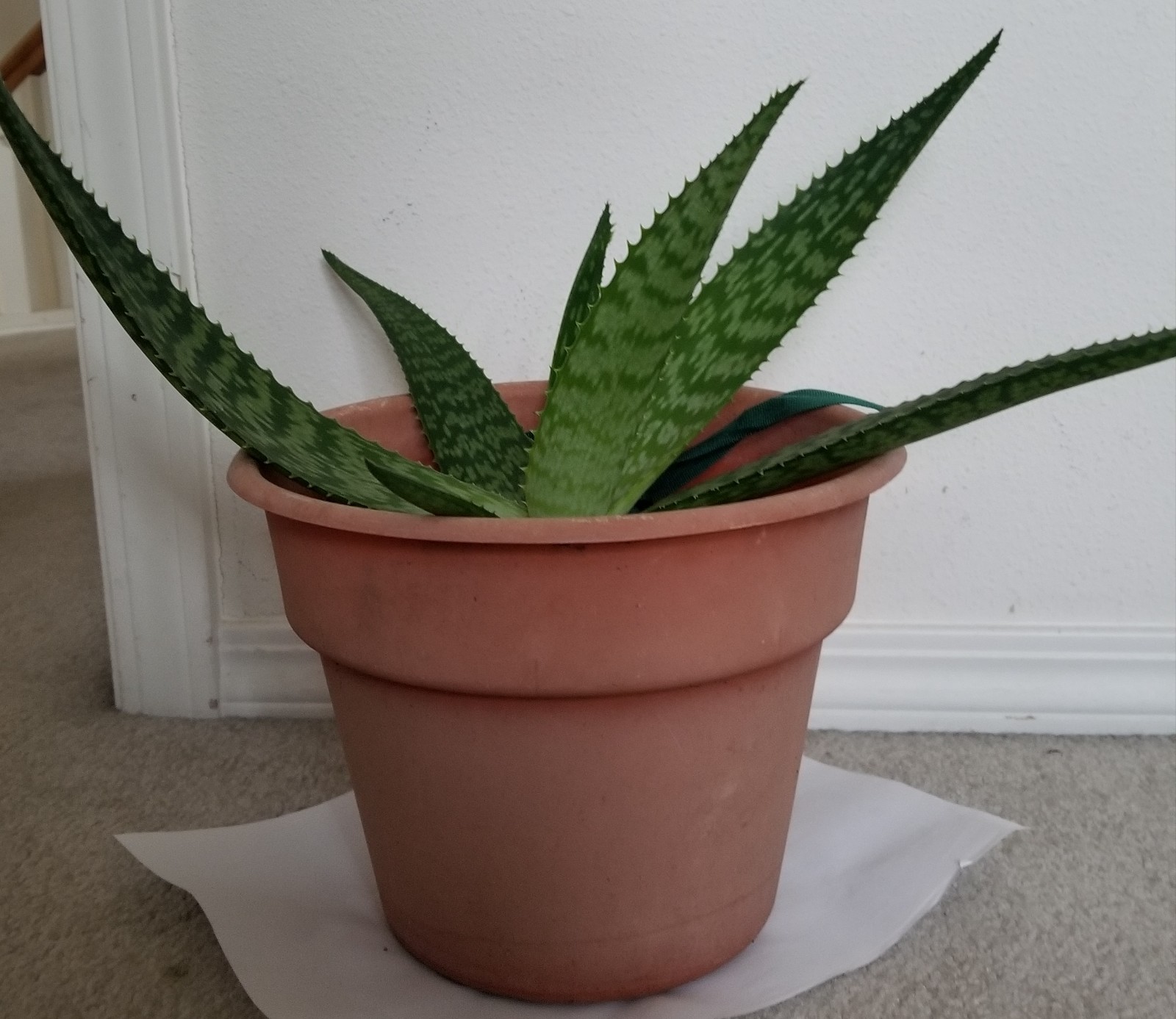 Aloe Vera Plant in a 8″Nursery pot