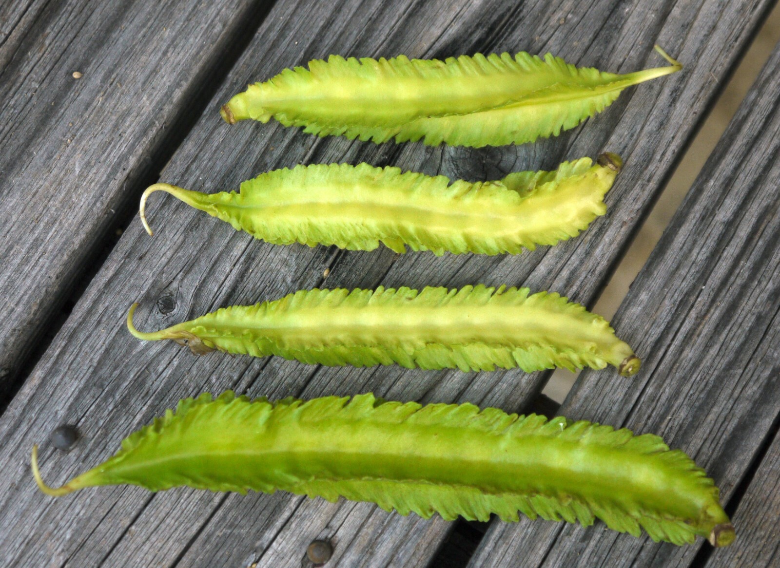 25 genuine Asian ‘Winged Bean’ seeds, Goa, Psophocarpus tetragonolobus, Legume