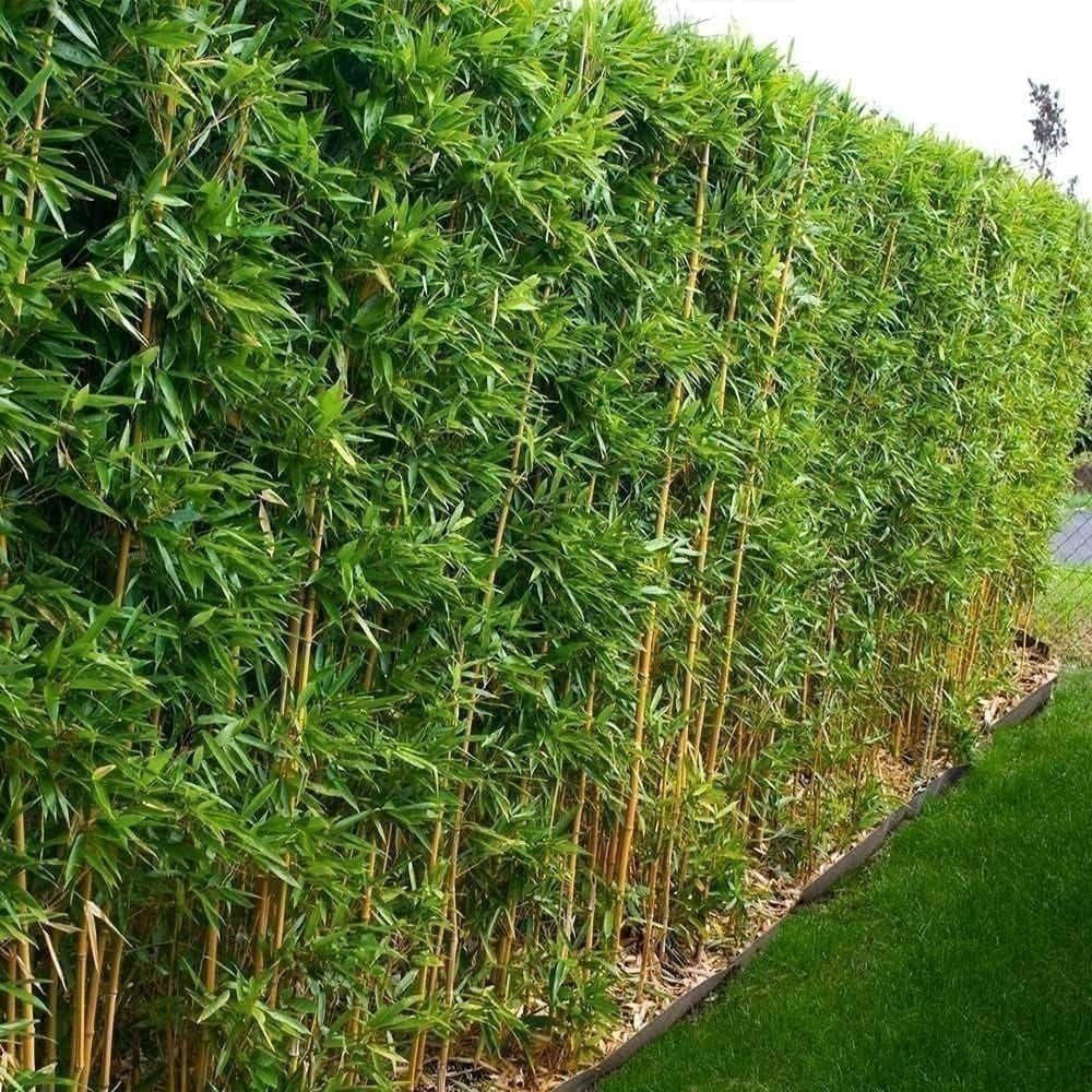 Green Hedge Bamboo | Live Plants | Non-Invasive Clumping Bamboo | Screening…