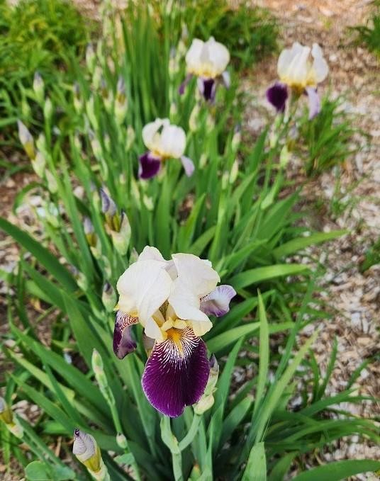 2 Tall Bearded IRIS ~ Beautiful Ruffled PURPLE & YELLOW ~ 2 LIVE PLANTS