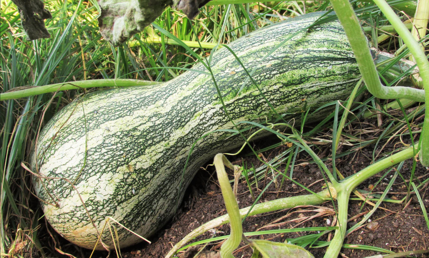 Green Striped Cushaw Squash Seeds | Silver Pumpkin Winter Vegetable Seed 2024