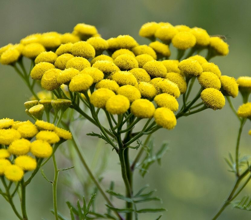 Tansy Tanaseum Vulgare medicinal insect mosquito virus repellent plant