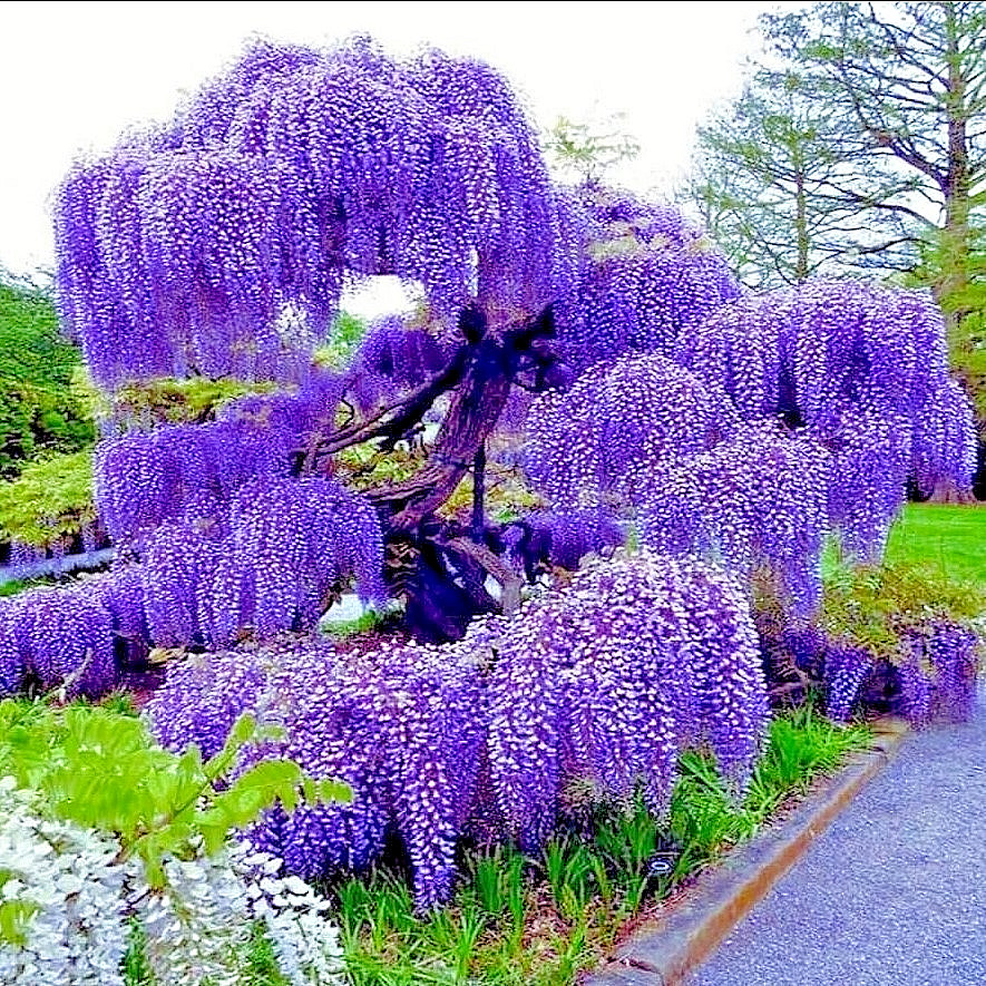 Purple Wisteria Sinensis Live Plant – 6-12 Tall 2.5″ Pot – Cold Hardy Zones 5-9