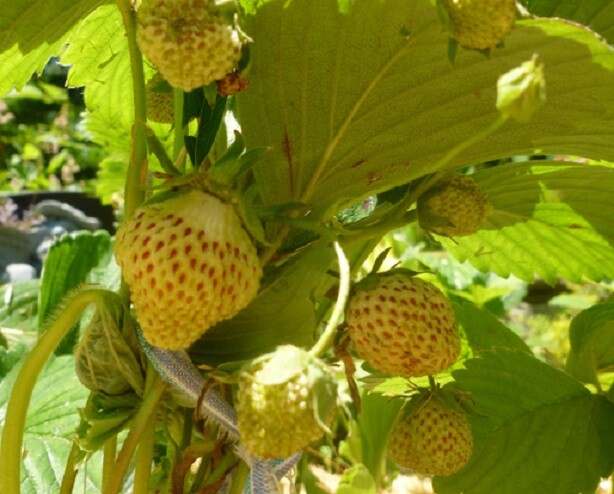 Strawberry “Pineberry” 100+ seeds for propagation
