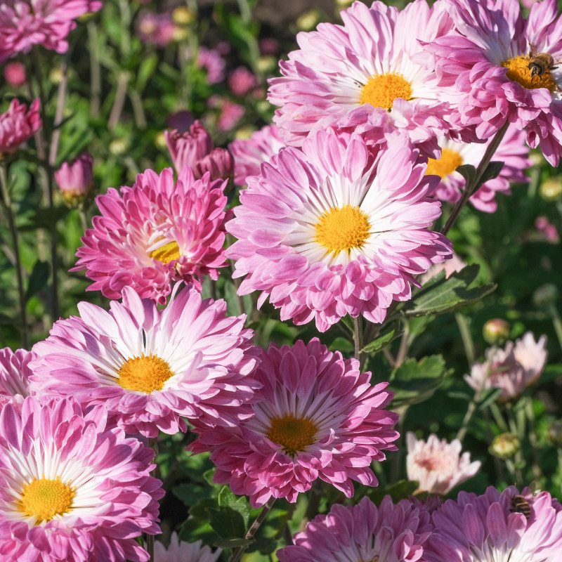 Daisy Seeds 125+ Seeds Daisy Flower, Flower Seeds, Annual Seeds, Garden Seeds