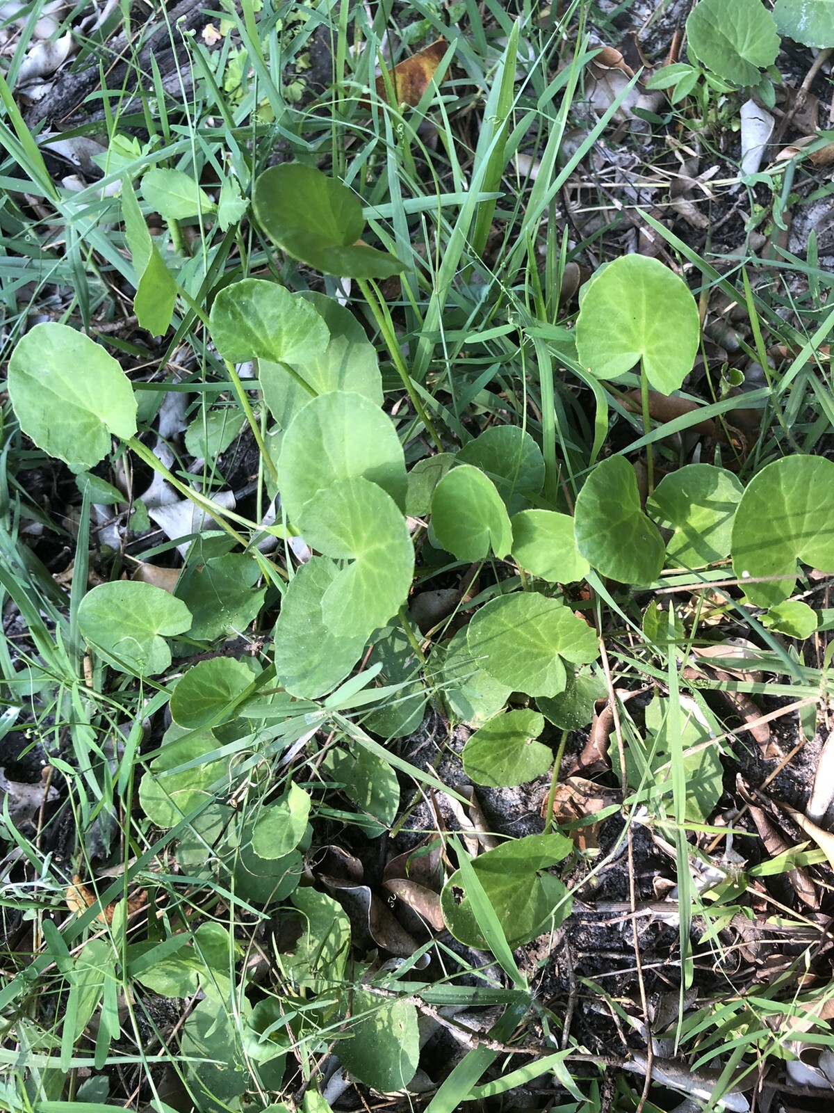 50 Cây Rau Má Đắng US Bitter Pennywort Gotu Kola Centella Asiatica Starter Plant