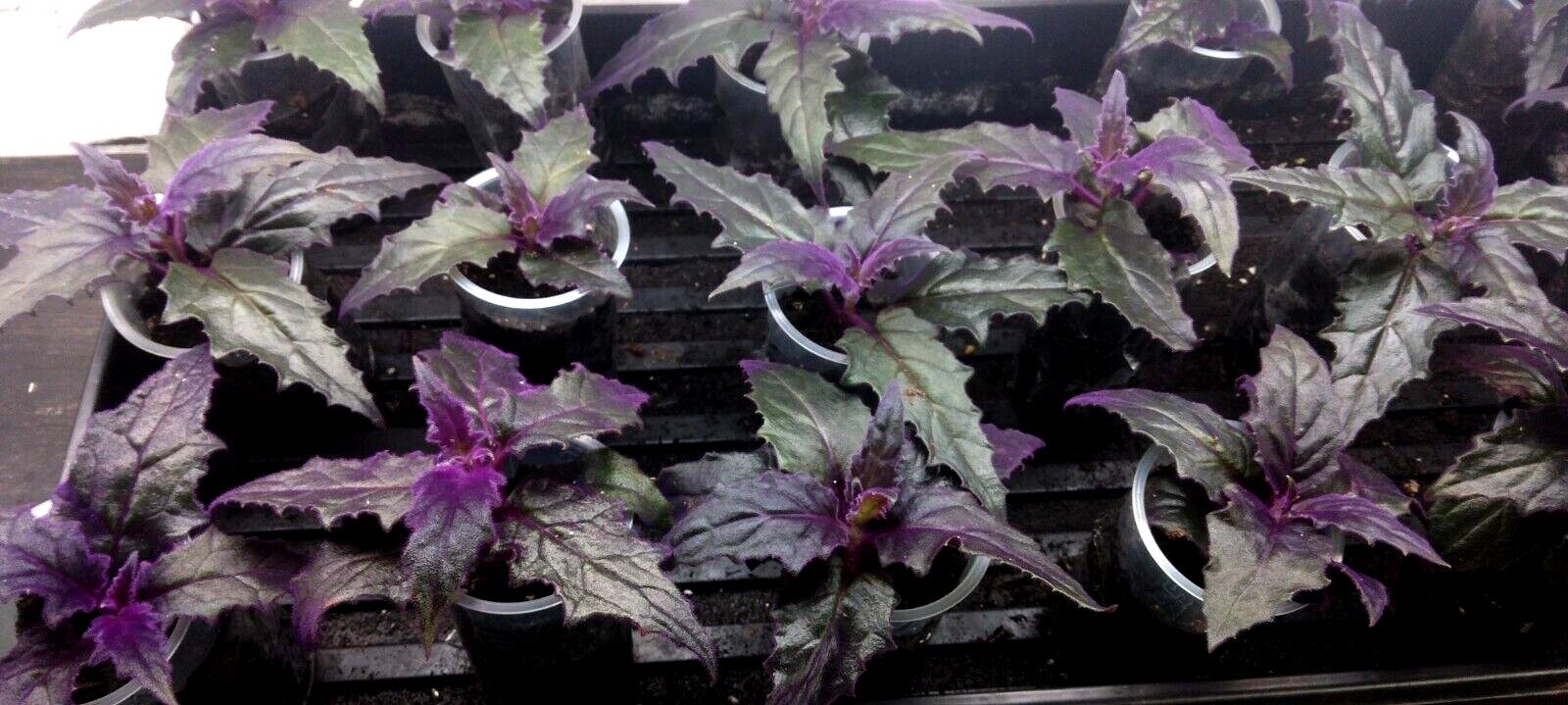 RARE !! Purple Passion plant (Gynura Aurantiaca) purple velvet LIVE plant!
