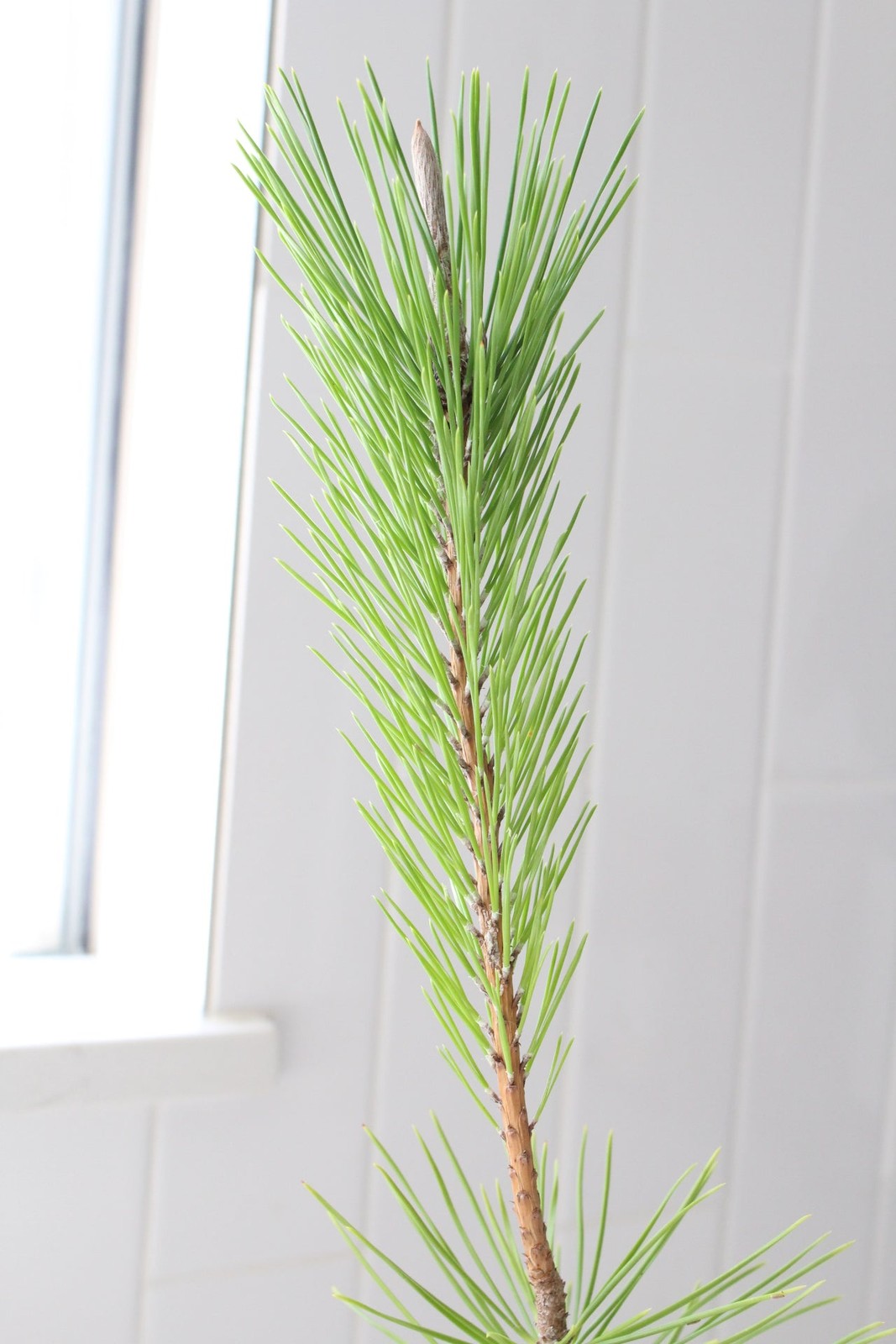 Japanese Black Pine Bonsai, 2 Inch Pot, Live Tree Starter, Beginner Friendly