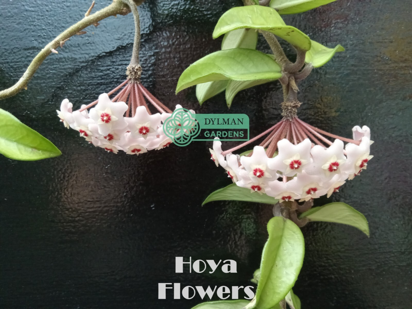 Hoya (Hoya carnosa) – Wax Plant – Porcelainflower – Live Plant – Multiple Sizes