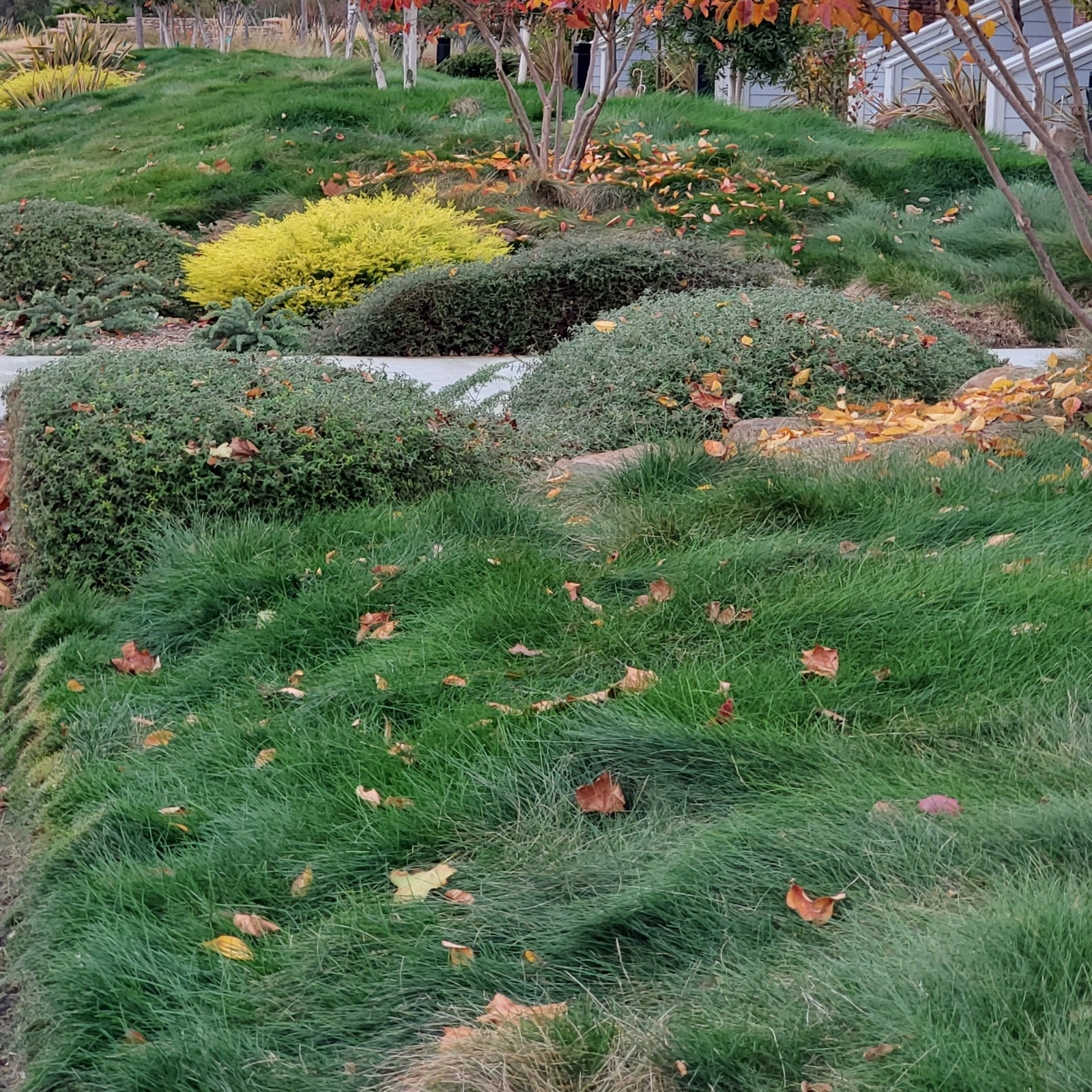 1,000 Very Fine Creeping Red Fescue Seeds – Festuca rubra – Lawn & Garden Grass