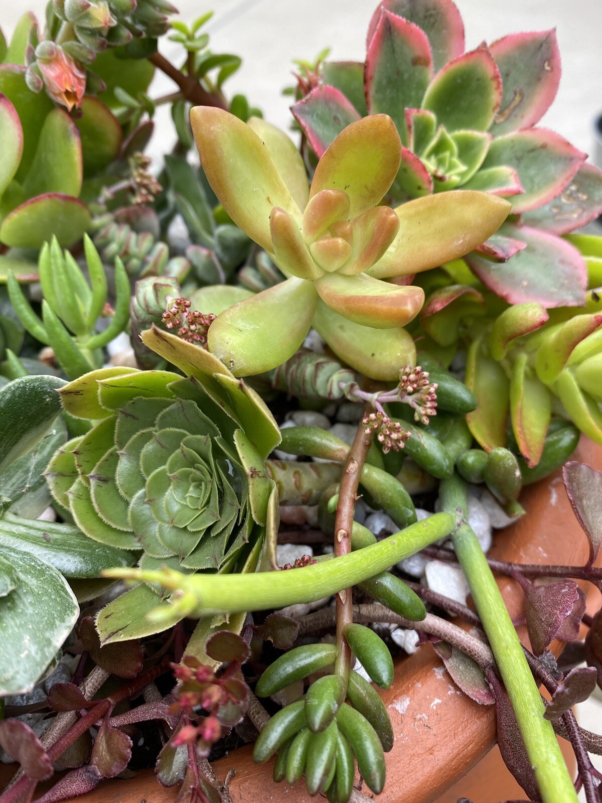 QUANTITY: 10 ORGANIC VARIETIES SUCCULENT – ASSORTED CUTTINGS $13.99