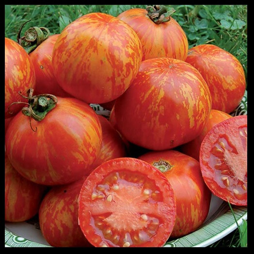 Red Zebra Tomato 10 – 100 Seeds Rare Colorful Heirloom Very productive!