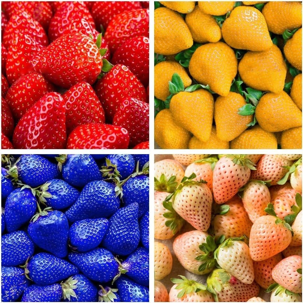 800 Mixed Strawberry Seeds – 4 Colors – Non-GMO Heirloom Perennial Mix