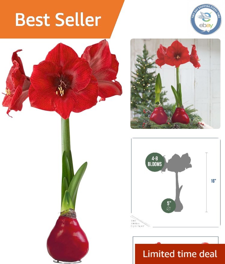 Low-Maintenance Red Waxed Amaryllis Bulb – Stunning Indoor/Outdoor Holiday Décor