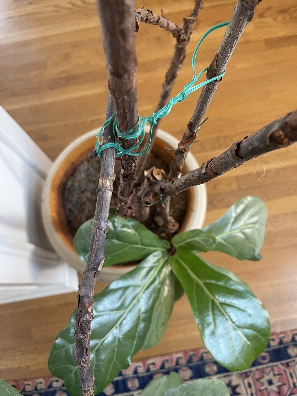LIVE FIDDLE LEAF FIG TREE WITH POT