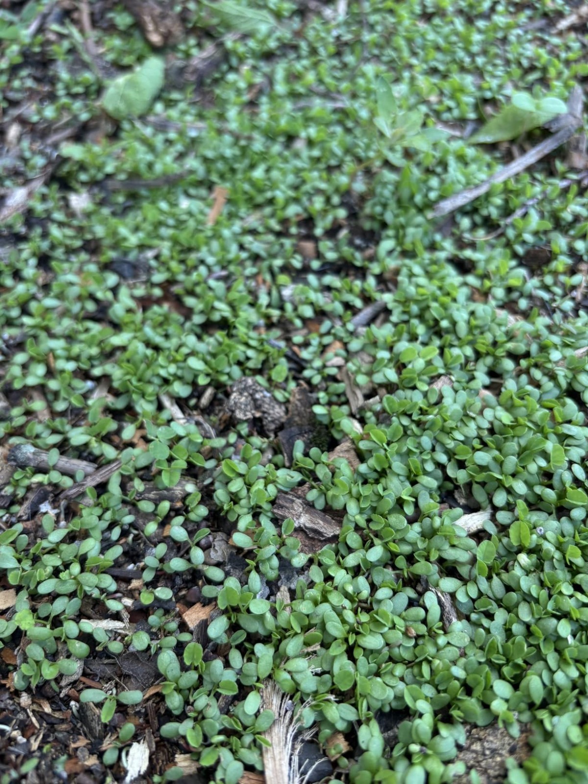 Nitrocoated White Clover Seed – 2 Lbs for Ground Cover & Soil Health Boost