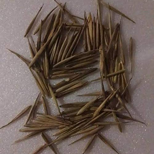 100+ Rare Black Bamboo Seeds for Planting | Exotic and Fast Growing | Ships from