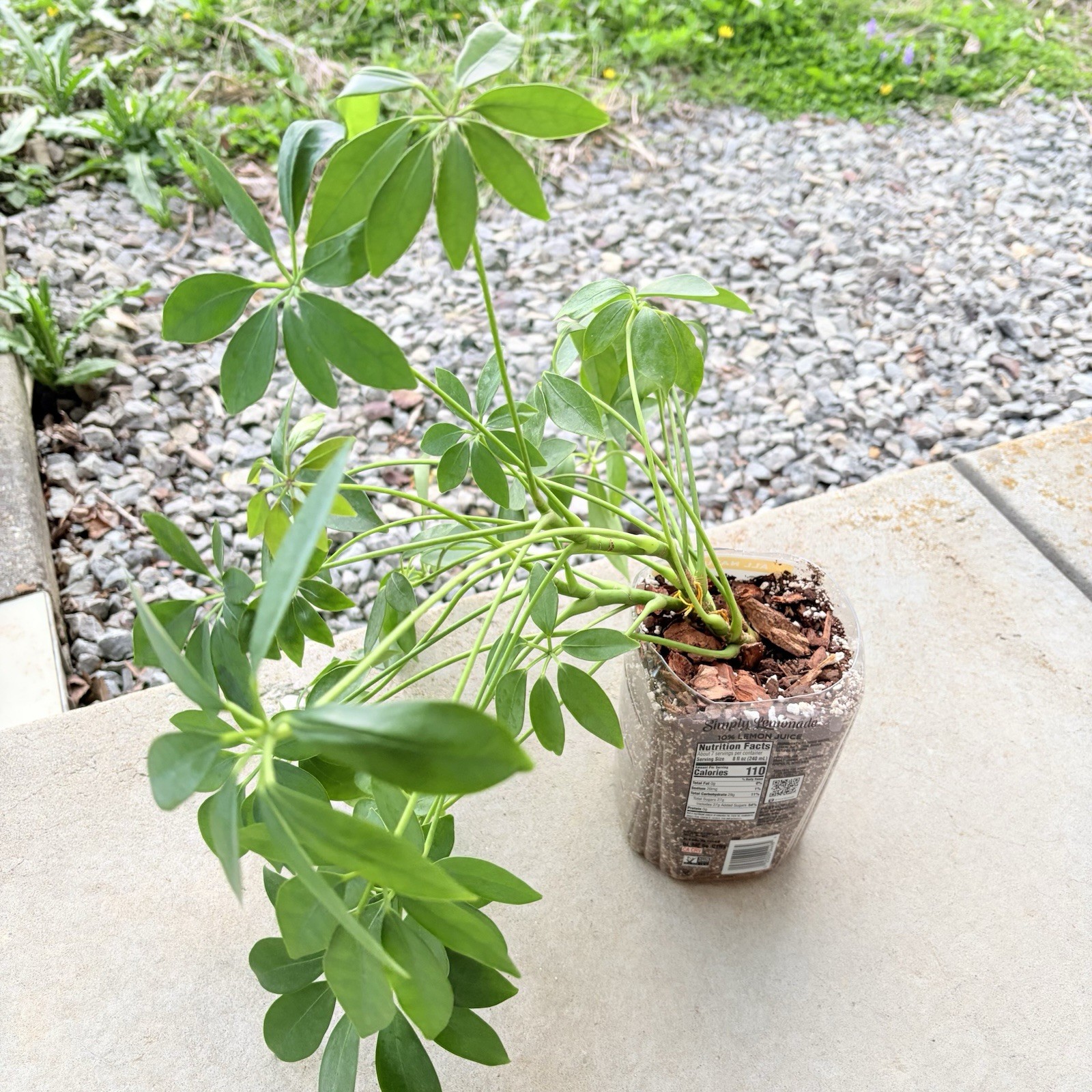 Umbrella Tree Plant Indoor House Plant Established Roots In Pot