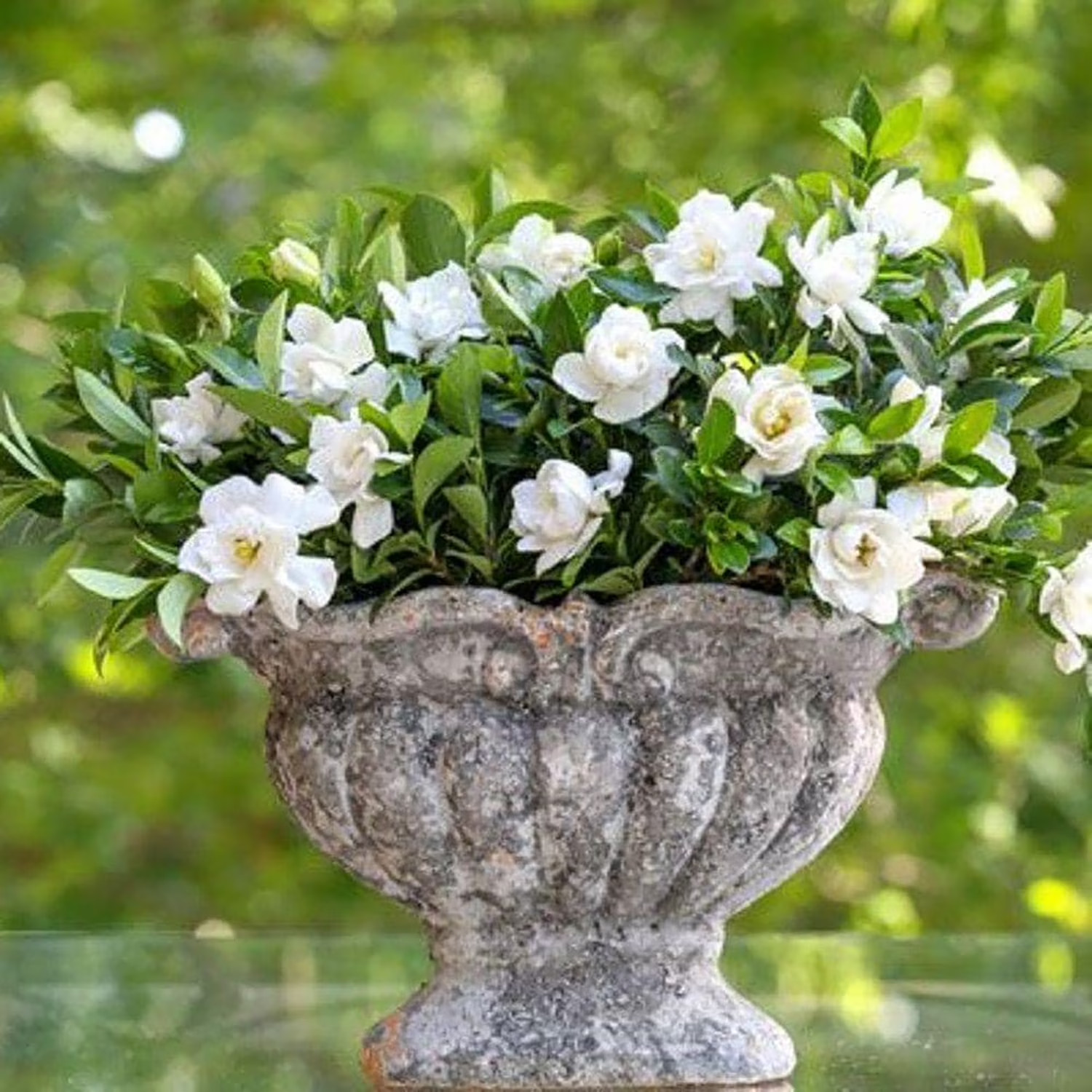 Jubilation Gardenia Live Shrub in 2.5-Quart Grower Pot