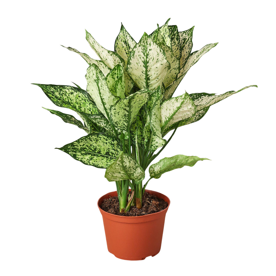 Chinese Evergreen ‘First Diamond’ | Live Plant for Indoor & Outdoor