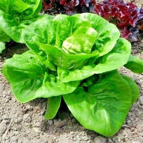 600+LITTLE GEM BUTTERHEAD Seed Leaf Lettuce Organic Spring Fall Garden Container