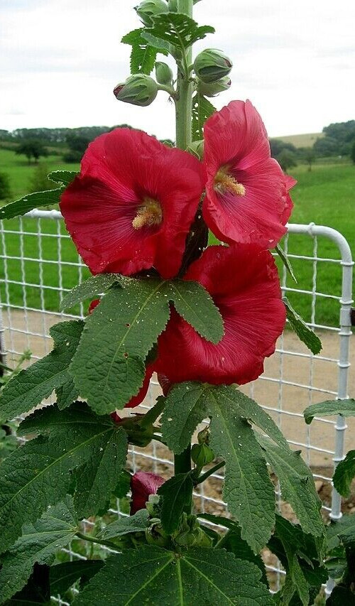 GIANT HOLLYHOCK MIXED COLORS 50 SEEDS, HARDY PERENNIAL, EZ TO GROW, USA SELLER