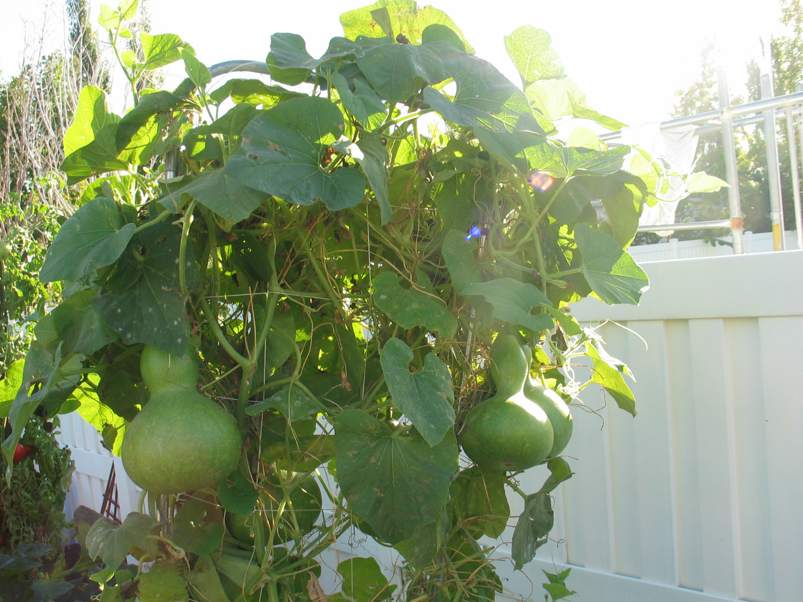 Birdhouse Bottle Gourd Seeds, Lagenaria siceraria