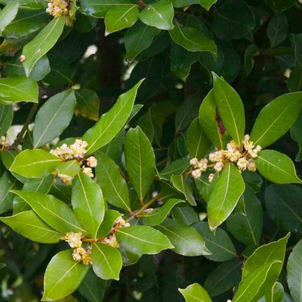 Laurus Nobilis Bay Leaf Tree Plant 5-7 Inches Sweet Bay Laurel
