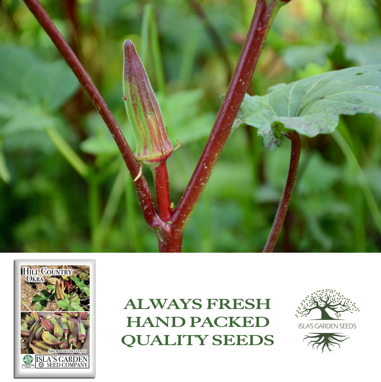Red Okra Seeds (Abelmoschus esculentus) – Green with Hues