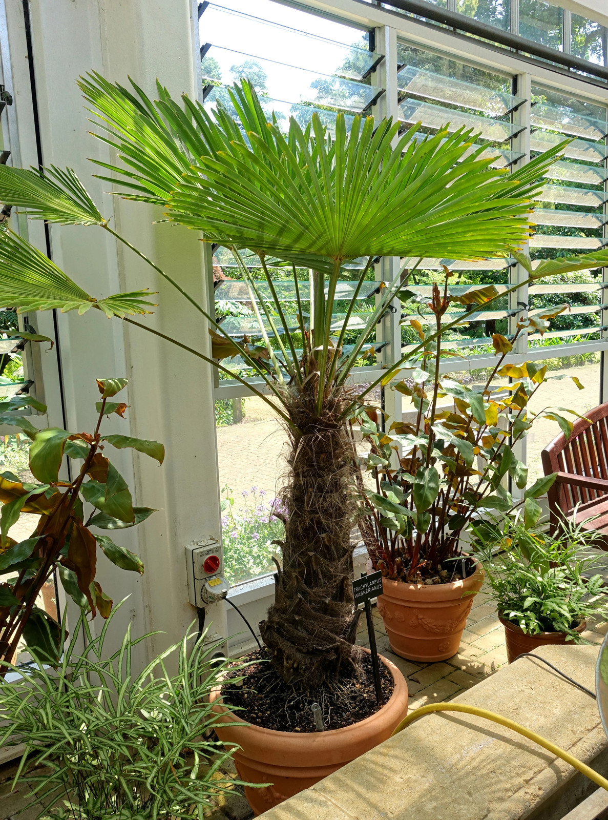 10 WAGNER WINDMILL PALM Trachycarpus Fortunei Wagnerianus Tree Houseplant Seeds