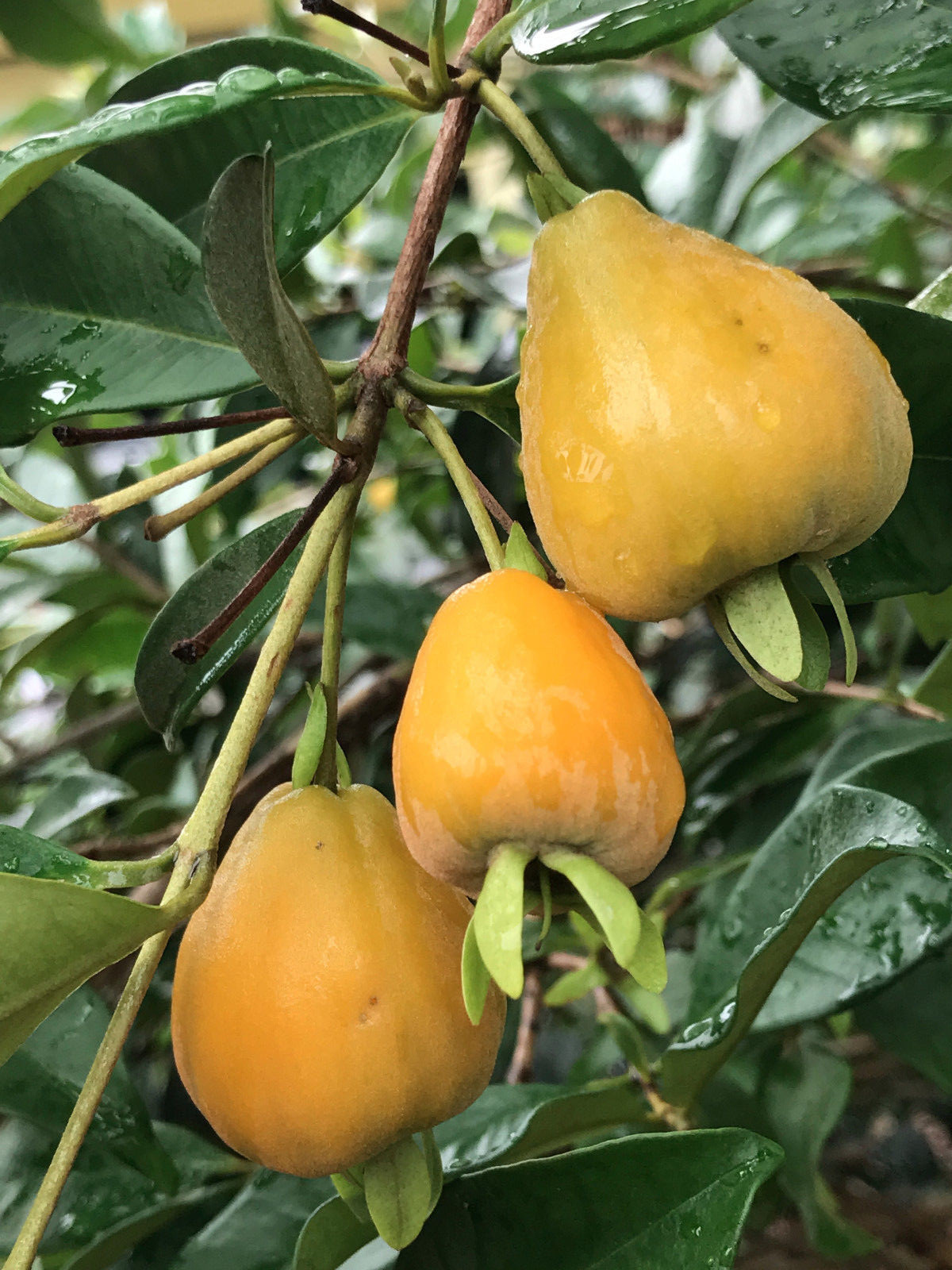 Eugenia Luschnathiana PITOMBA Potted PLANT Fruit Starter Pot Tree 4-6″