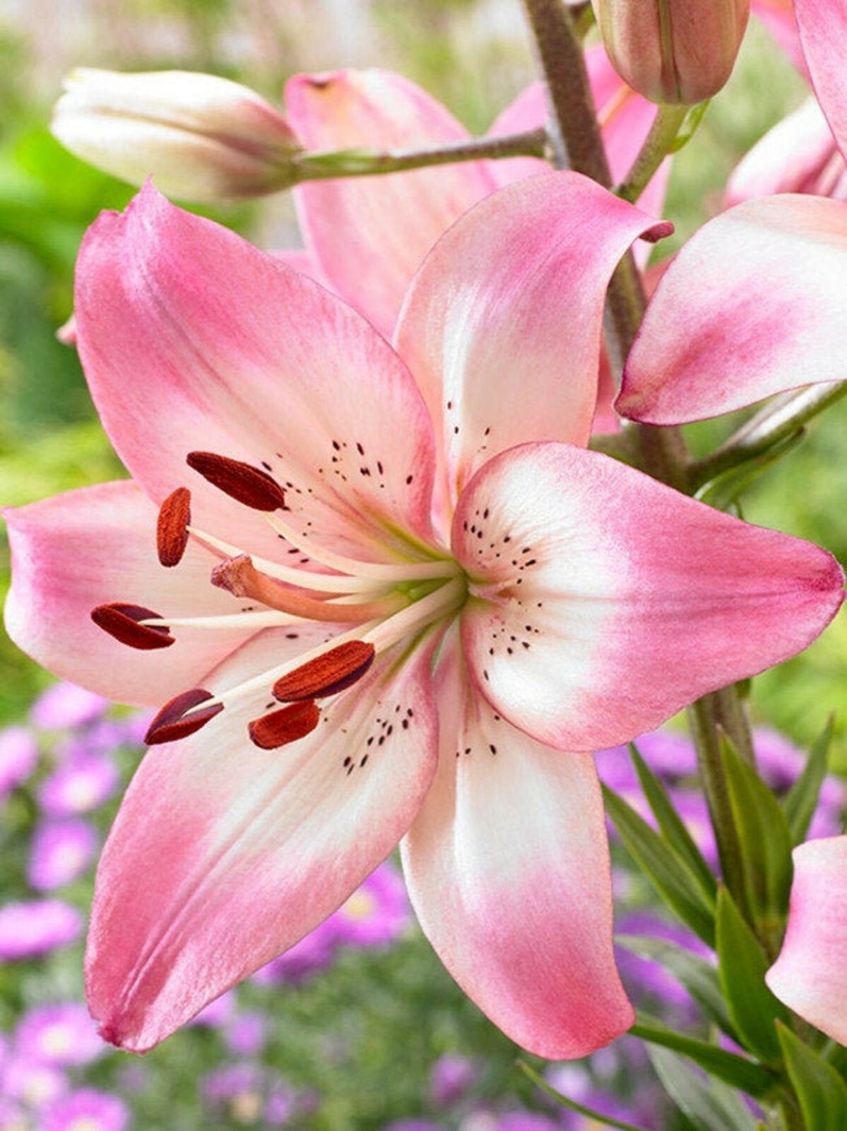 10 Rosella’s Dream Lily bulbs
