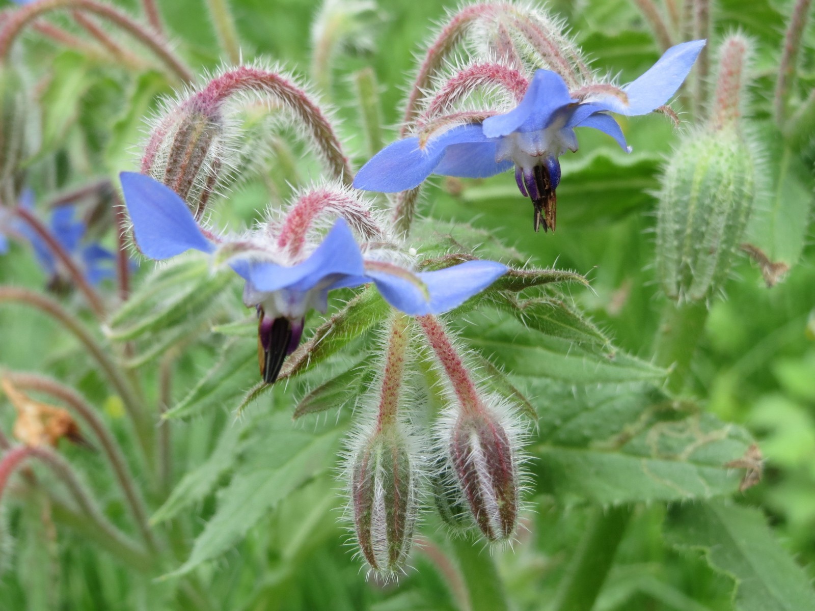 150 Borage Seeds – Borago officinalis seeds – Deer resistant – Flowers – Herb