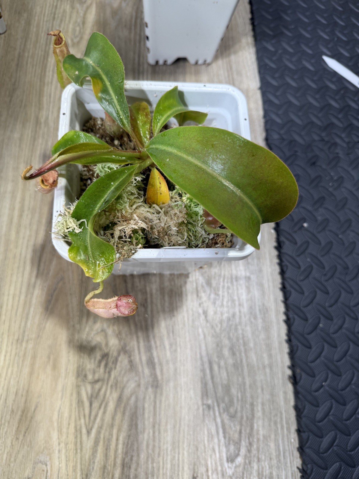 Nepenthes Vetchii Kelabit Highlands x S.O.M. x L.V.B.