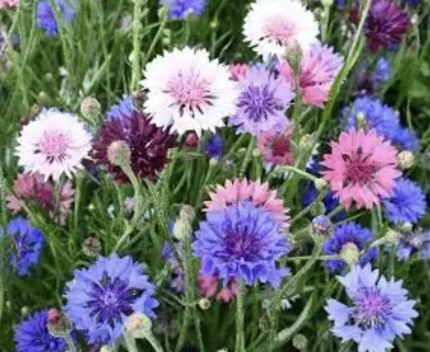3 Pack Flower Seeds~Organic Heirloom~ Love In A Mist~Hollhock~Bachelor Button