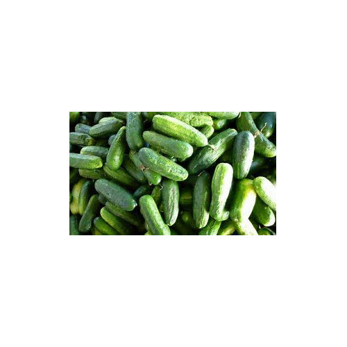 Cucumber Homemade Pickles Great Heirloom Vegetable By Seed Kingdom 1 Lb Seeds