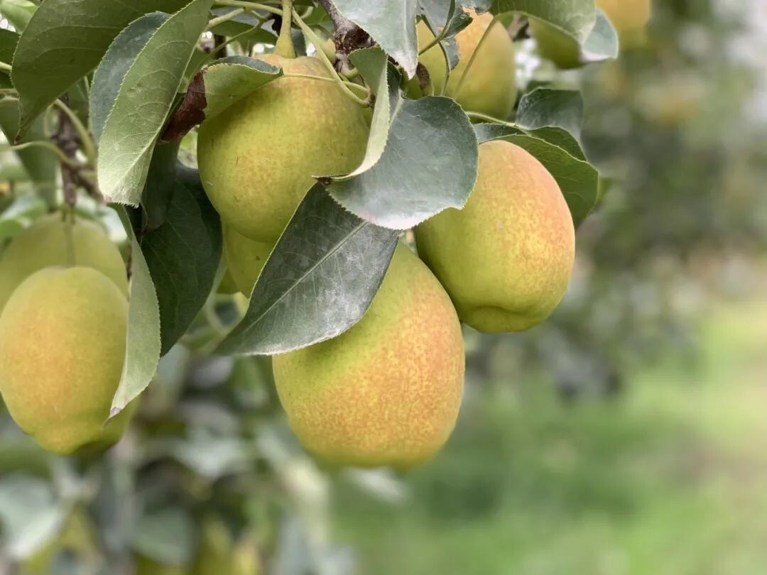Korla Fragrant Pear tree, Bare root 庫爾勒香梨（コルラシャンリー）,库尔勒香梨