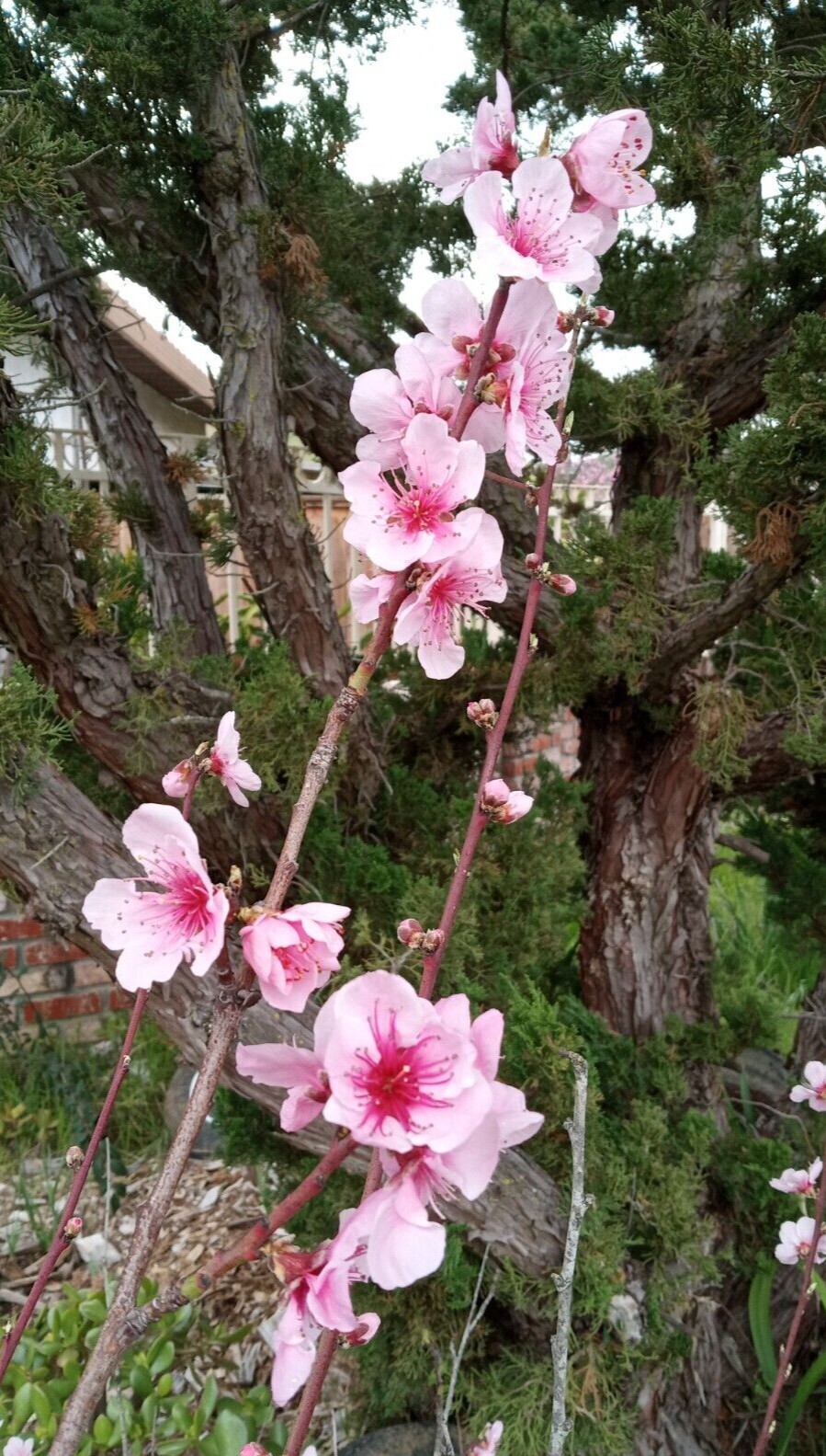 China Pearl White Flesh Peach 有机白肉桃 Organic Sweet Juicy Fruit – Ready To Grow