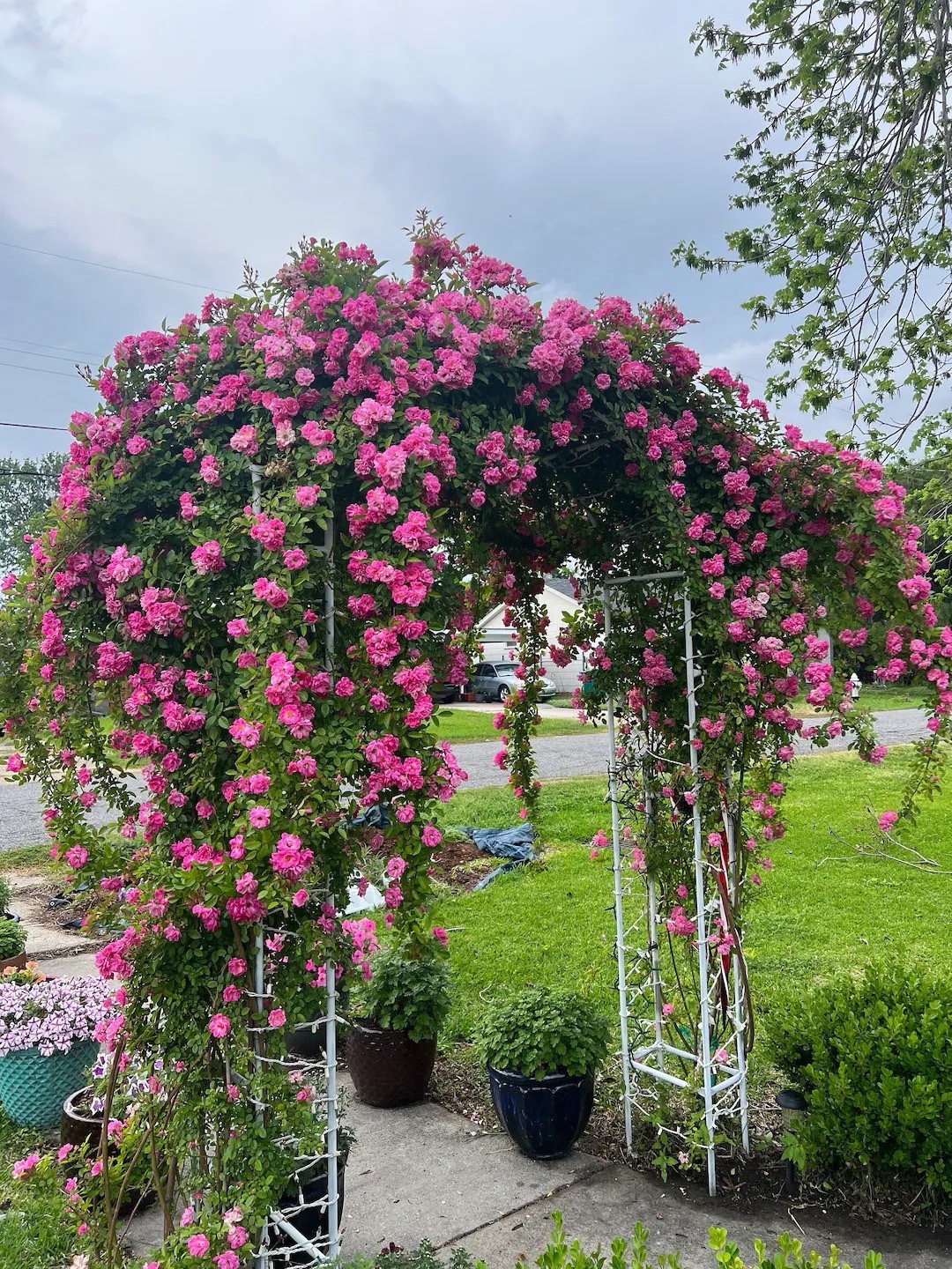 Peggy Martin Climbing Rose Live Plant 1 Gallon Hardy Fast Growing