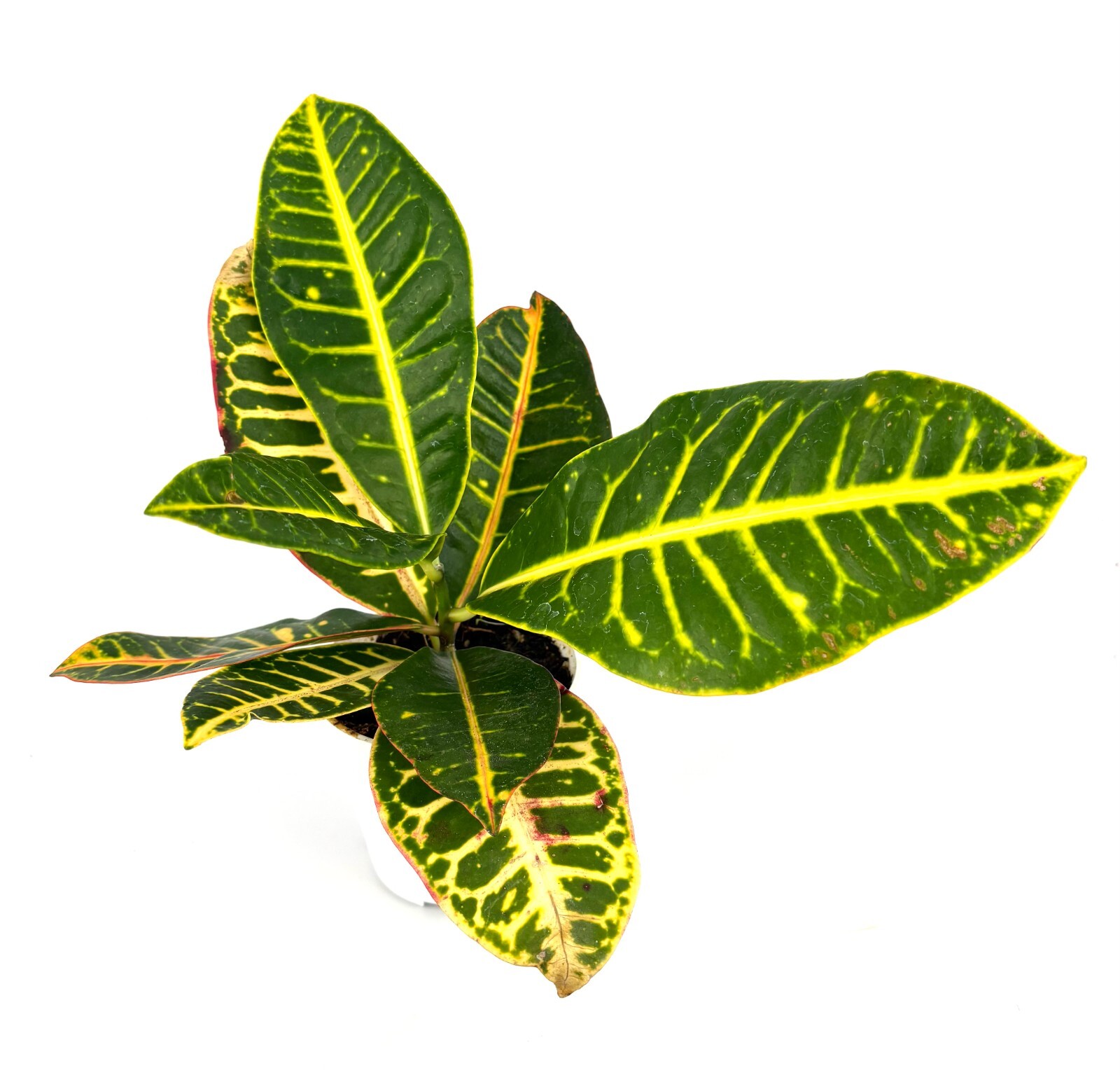 Croton Petra Air Purifying Houseplant, 4” Pot