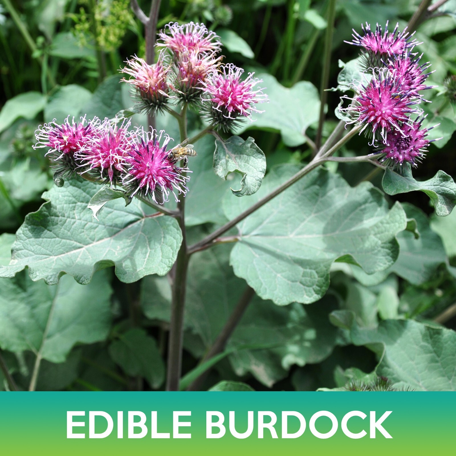 Edible Burdock Seeds, Arctium Lappa