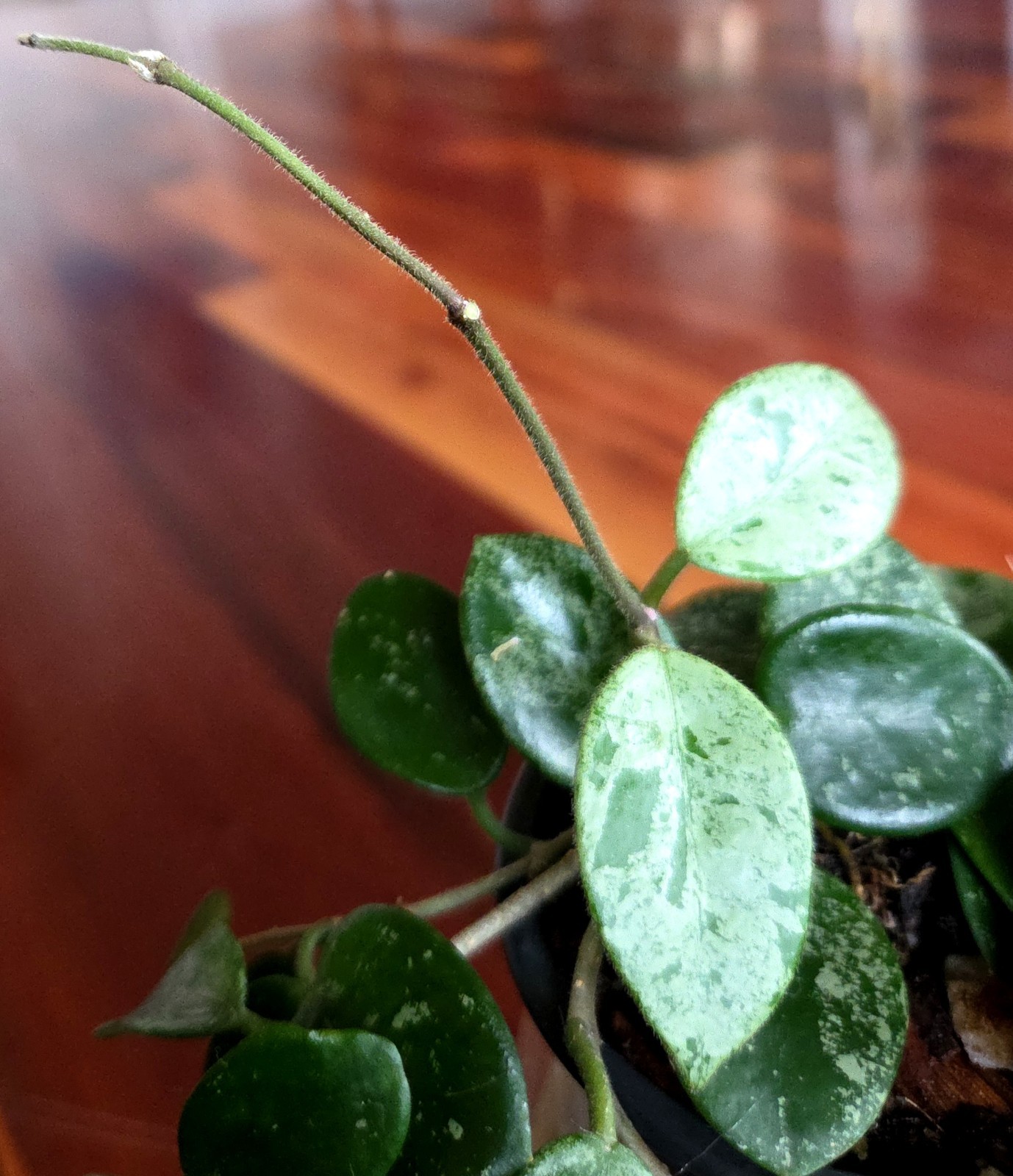 RARE Hoya Splashy Carnosa X Serpens 11″ Long No Monstera Philodendron Anthurium