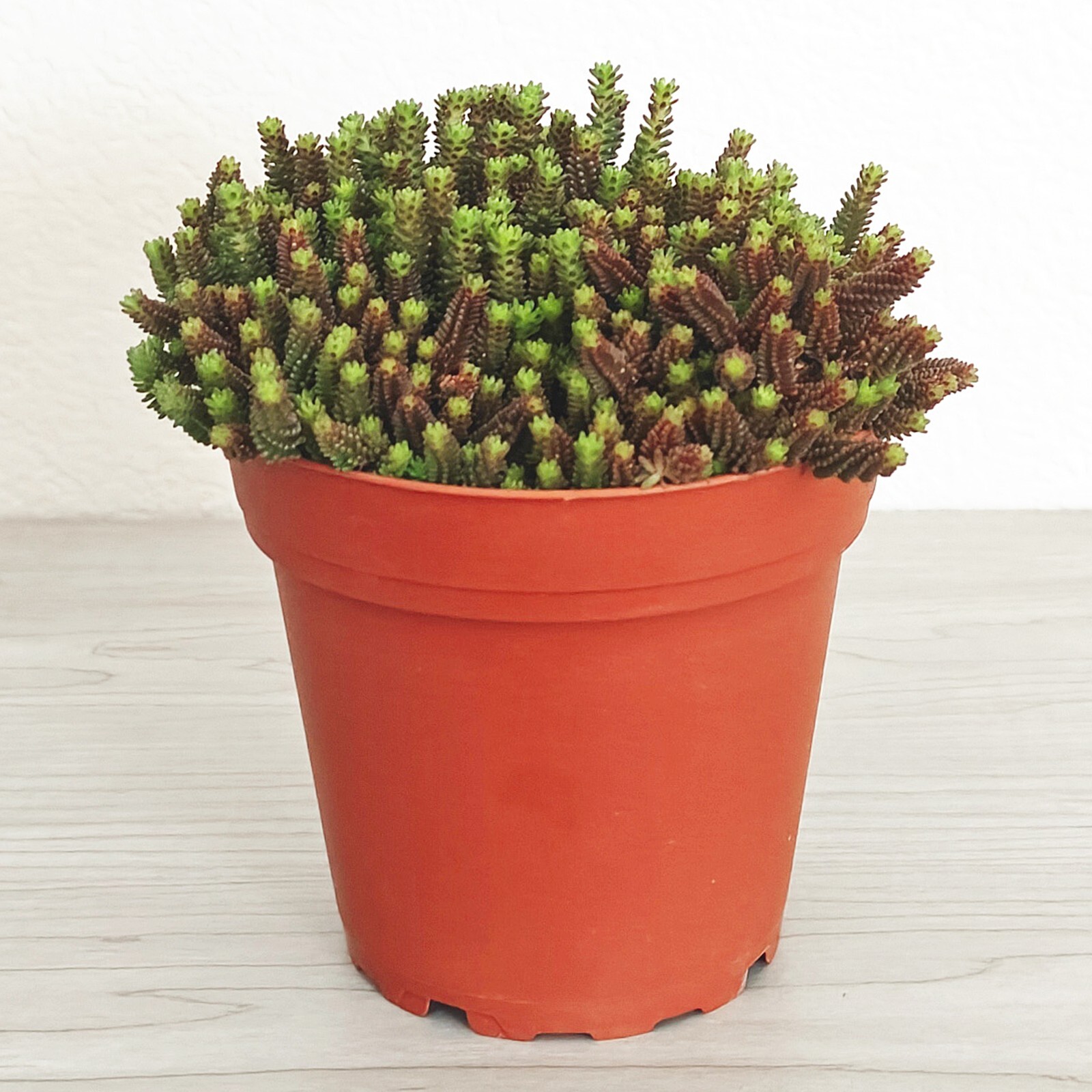 Succulent Live Plant – Sedum Sexangulare : Tasteless Stonecrop – In 4″ Pot