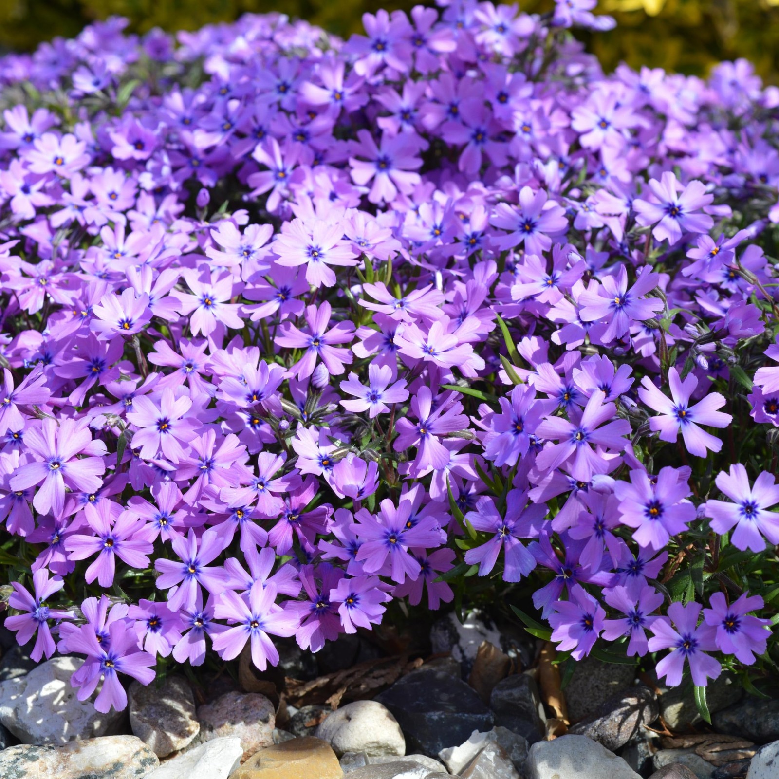 CarpetC 1000+ Creeping Phlox Seeds for Planting, Ground Cover Purple