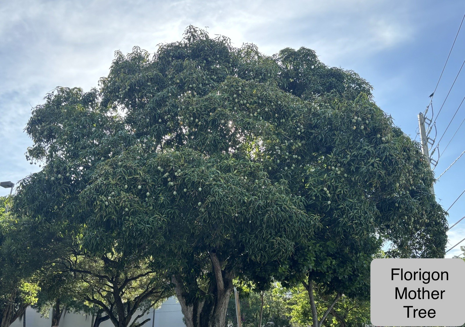 2 Yrs To Fruit Mango Tree Clone Polyembryonic 25 Seeds NO GRAFTED NEEDED